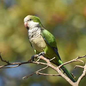 Monk Parakeet (Myiopsitta monachus)