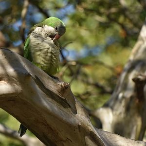Monk Parakeet (Myiopsitta monachus)