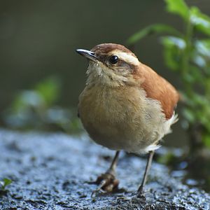 Tail-banded Hornero, (Furnarius figulus)