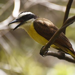 Lesser Kiskadee (Pitangus lictor)