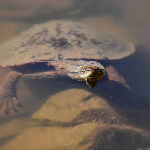 Hilaire’s Side-necked Turtle (Phrynops hilarii)