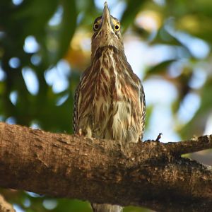 Striated Heron (Butorides striata)