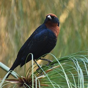 Chestnut-capped Blackbird (Chrysomus ruficapillus)