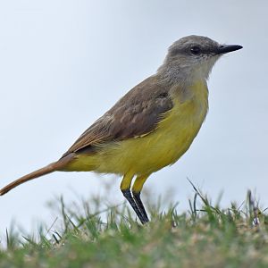 Cattle Tyrant (Machetornis rixosa)