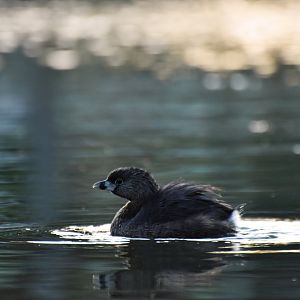 Pied-billed Grebe (Podilymbus podiceps)