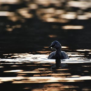 Least Grebe (Tachybaptus dominicus)