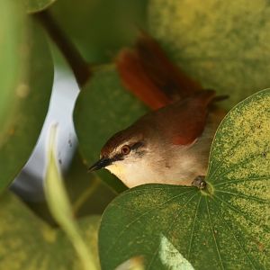 Yellow-chinned Spinetail (Certhiaxis cinnamomeus)