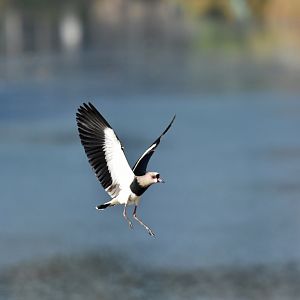Southern Lapwing (Vanellus chilensis)