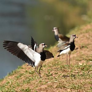 Southern Lapwing (Vanellus chilensis)