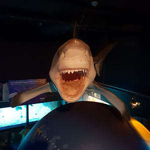 Great White Shark Model