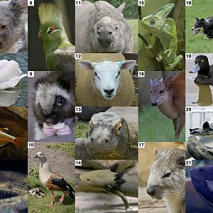 Mad March Monochrome Puzzle, uncropped images