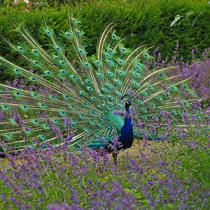 Free-ranging blue peafowl displaying between lavender, 2009-06-21