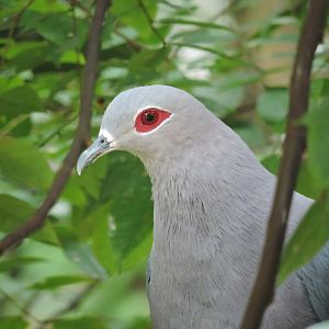 Pinon's imperial pigeon [2016]