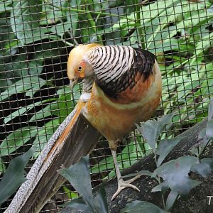 Golden pheasant [2016]