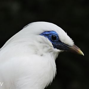 Bali myna [2016]
