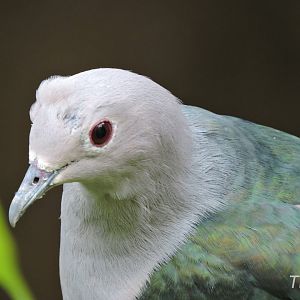 Green imperial pigeon [2016]