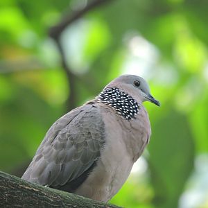 Spotted dove [2016]