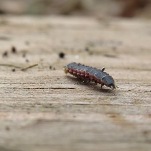 Firefly larvae