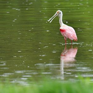 Roseate Spoonbill (Platalea ajaja)