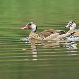 Brazilian Duck (Amazonetta brasiliensis)
