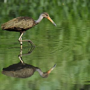Limpkin (Aramus guarauna)
