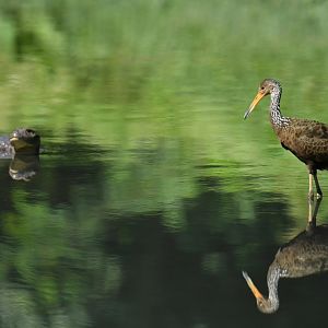 Limpkin (Aramus guarauna) and caiman (Caiman latirostris)