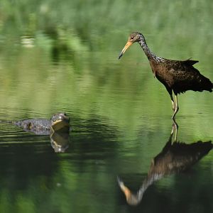 Limpkin (Aramus guarauna) and caiman (Caiman latirostris)
