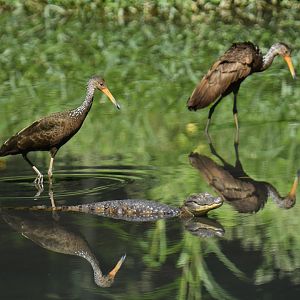 Limpkin (Aramus guarauna) and caiman (Caiman latirostris)