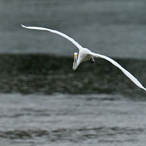 Great egret (Ardea alba)
