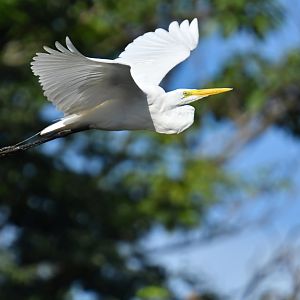 Great egret (Ardea alba)