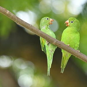 Plain Parakeet (Brotogeris tirica)
