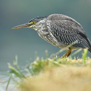Striated Heron (Butorides striata)
