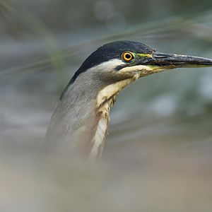 Striated Heron (Butorides striata)