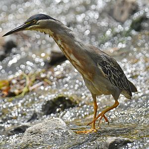 Striated Heron (Butorides striata)