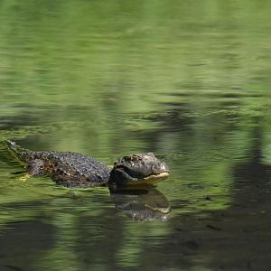 Broad-snouted caiman (Caiman latirostris)