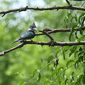 Amazon Kingfisher (Chloroceryle amazona)