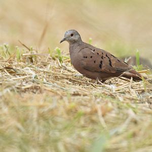 Ruddy Ground Dove (Columbina talpacoti)