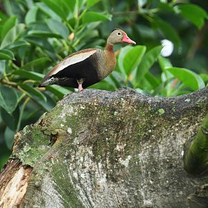 Black-bellied Whistling-Duck (Dendrocygna autumnalis)