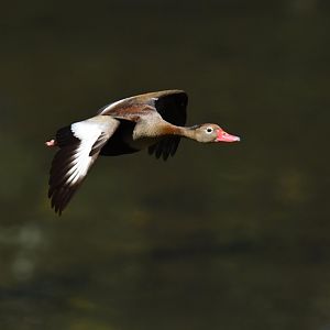 Black-bellied Whistling-Duck (Dendrocygna autumnalis)