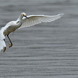 Snowy Egret (Egretta thula)
