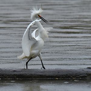 Snowy Egret (Egretta thula)