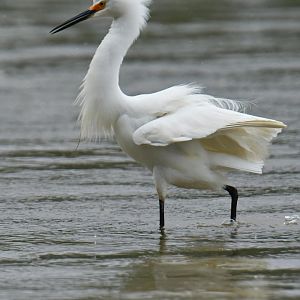 Snowy Egret (Egretta thula)
