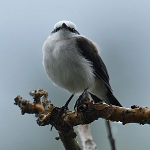 Masked Water Tyrant (Fluvicola nengeta)