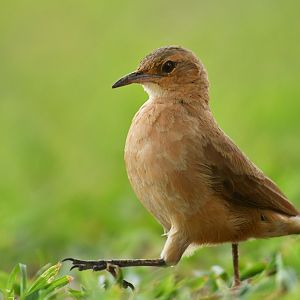 Rufous Hornero (Furnarius rufus)