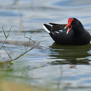 Common Gallinule (Gallinula galeata)