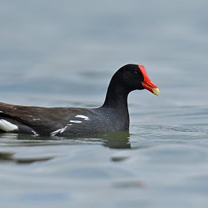 Common Gallinule (Gallinula galeata)
