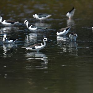 Black-necked Stilt (Himantopus mexicanus)