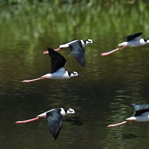 Black-necked Stilt (Himantopus mexicanus)