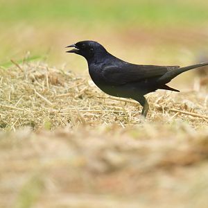 Shiny Cowbird (Molothrus bonariensis)