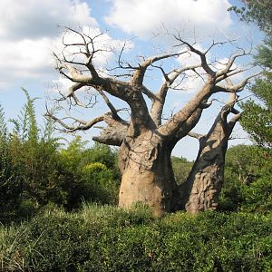 Kilimanjaro Safaris - Baobab Tree